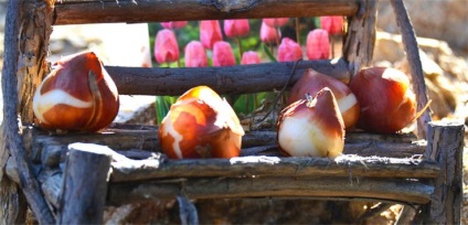 Tulip de îngrijire în timpul verii