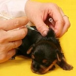 Védőoltás kutyákban, orosz játékterrier