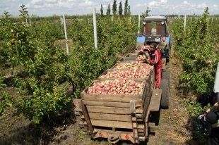 Inmultirea inilor va fi reluata in tsfo - ziarul rusesc