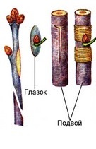 Reproducerea vegetativă a plantelor cu flori prin altoire