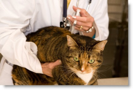 Pașaport veterinar și vaccinări, articole