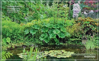 Alegerea plantelor frumoase pentru țărmurile lacului dacha - fotografie și descriere, un site despre grădină, cabană și cameră