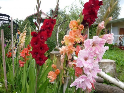 Exploatarea și depozitarea gladiolilor