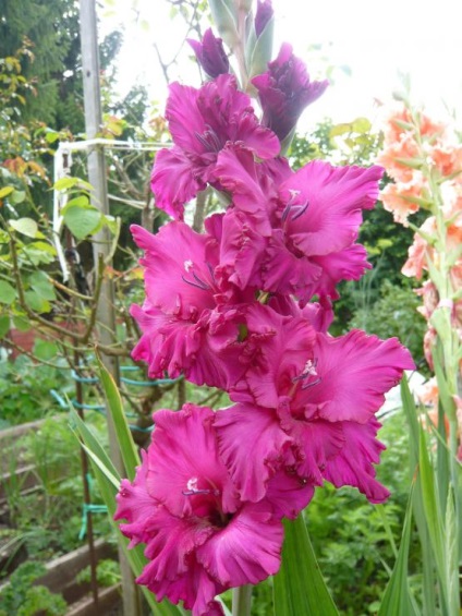 Exploatarea și depozitarea gladiolilor