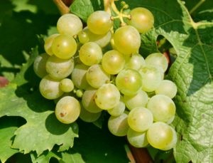 Struguri Riesling Descrierea clasei, subtilitățile cultivării și caracteristicile gustului