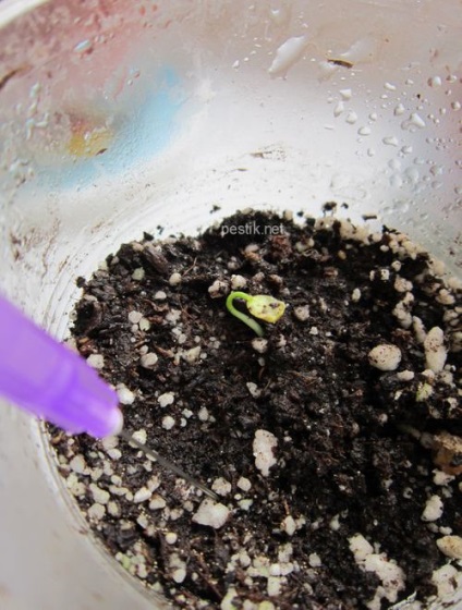 Növekvő Passiflora egy magból