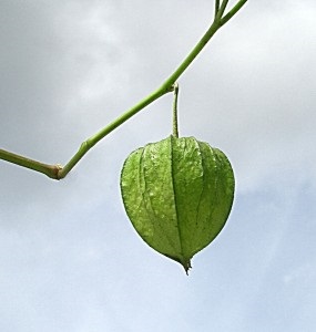 A Physalis termése és változatossága