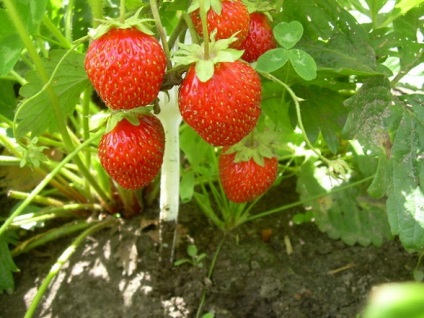 Cultivarea căpșunilor (căpșuni de grădină) - răsaduri, îngrijire