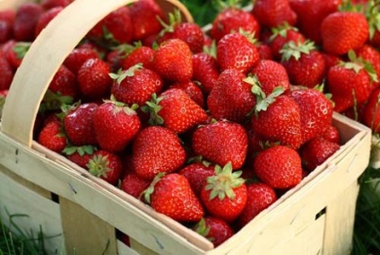 Cultivarea căpșunilor (căpșuni de grădină) - răsaduri, îngrijire