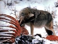 Wolf, urme ale vieții lupilor, etichete, mirosuri, secretul urlării ursilor, semnul sexului și vârstei,