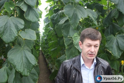 În regiunea Orenburg a fost deschis un nou complex de seră
