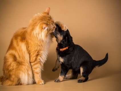 A macskák és a kutyák tulajdonosai közötti különbségeket a macska-macskák világnapjain találta meg - riap apral