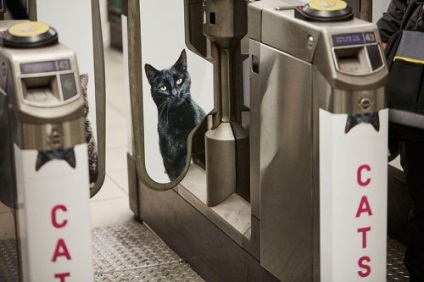 Toate reclamele de la stația de metrou din Londra au fost înlocuite cu fotografii ale pisicilor (9 fotografii)