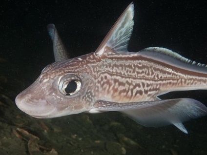 Chimera nem főzött, szakácsok - Kazahsztán szakácsai