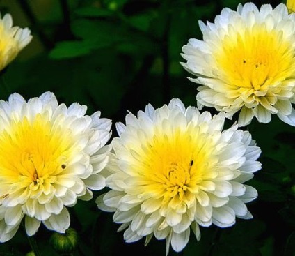 Chrysanthemum fotografie, în grădină și în buchete; plante perene grădină crizanteme și de îngrijire în casă