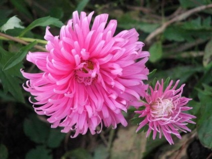 Chrysanthemum fotografie, în grădină și în buchete; plante perene grădină crizanteme și de îngrijire în casă