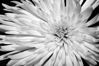 Chrysanthemum fotografie, în grădină și în buchete; plante perene grădină crizanteme și de îngrijire în casă