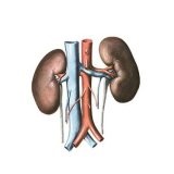 Eșec cronic de rinichi - bisturiu - informație medicală și portal educațional