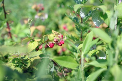 Berry a captivat plantațiile crimson, revista lookbio pentru cei care caută bio