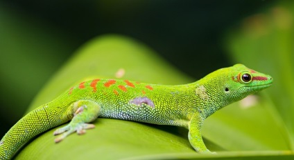 Lizard gecko (50 fotografii) specii de animale, negru și felină, descriere, video