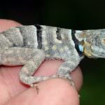 Lizard gecko (50 fotografii) specii de animale, negru și felină, descriere, video