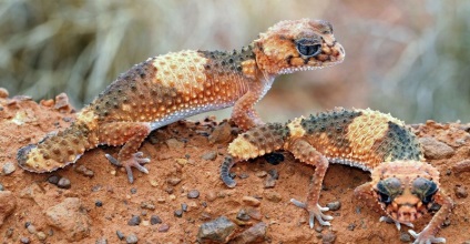 Lizard gecko (50 fotografii) specii de animale, negru și felină, descriere, video