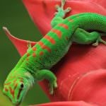 Lizard gecko (50 fotografii) specii de animale, negru și felină, descriere, video