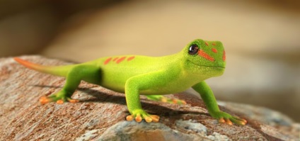 Lizard gecko (50 fotografii) specii de animale, negru și felină, descriere, video