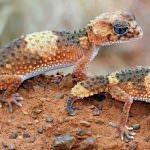 Lizard gecko (50 fotografii) specii de animale, negru și felină, descriere, video