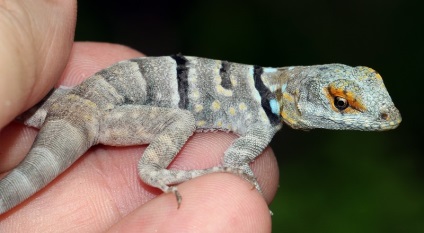 Lizard gecko (50 fotografii) specii de animale, negru și felină, descriere, video