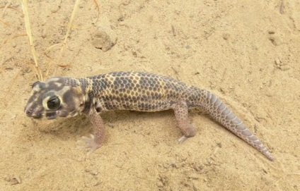 Lizard gecko (50 fotografii) specii de animale, negru și felină, descriere, video