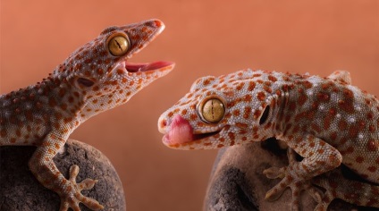 Lizard gecko (50 fotografii) specii de animale, negru și felină, descriere, video