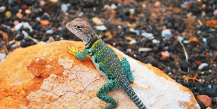 Lizard gecko (50 fotografii) specii de animale, negru și felină, descriere, video