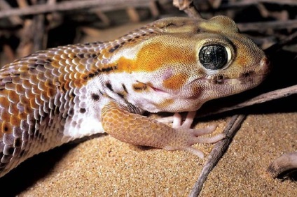 Lizard gecko (50 fotografii) specii de animale, negru și felină, descriere, video