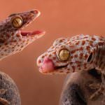 Lizard gecko (50 fotografii) specii de animale, negru și felină, descriere, video