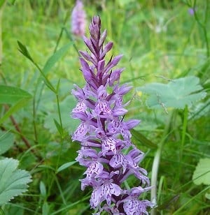 Orchis root salep - alacsony áron vásárolható a phyto-pharmacy orosz gyökerekből