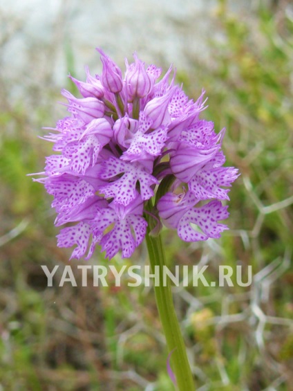 Orchis rădăcină de sex masculin