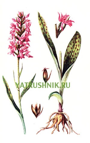 Orchis rădăcină de sex masculin