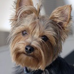 Yorkshire terrier betegségei - állatkert érdekek - hasznos cikkek - hajléktalan állatok menedéke