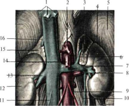 Spațiul retroperitoneal (spațiu retroperitoneal)