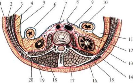 Spațiul retroperitoneal (spațiu retroperitoneal)