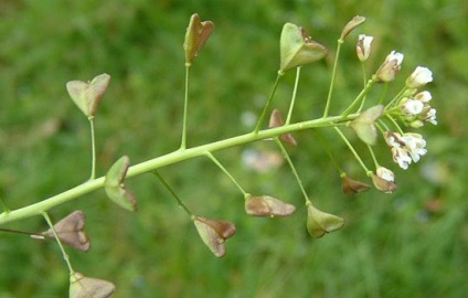 Note despre un vindecător practicant - plante medicinale - o pungă de păstor