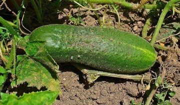 Frunze de castravete si fructe amare - cum sa vindeti recolta de la 