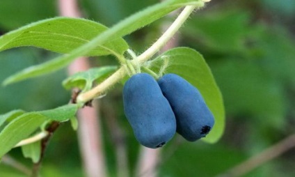 Honeysuckle előny és ártalom, ellenjavallatok