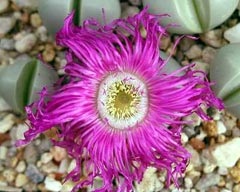 Élő kövek (lithops, pleioscopes, argyroderms)