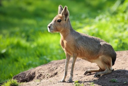 Animale, a căror existență nu știai, mai proaspătă - cea mai bună din Runet pentru o zi!