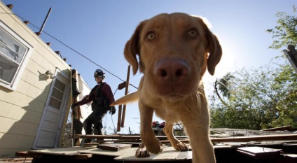 Animale în fotografii 2-8 mai 2011 este interesant!