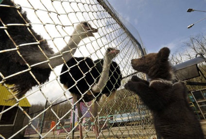 Animale în fotografii 2-8 mai 2011 este interesant!