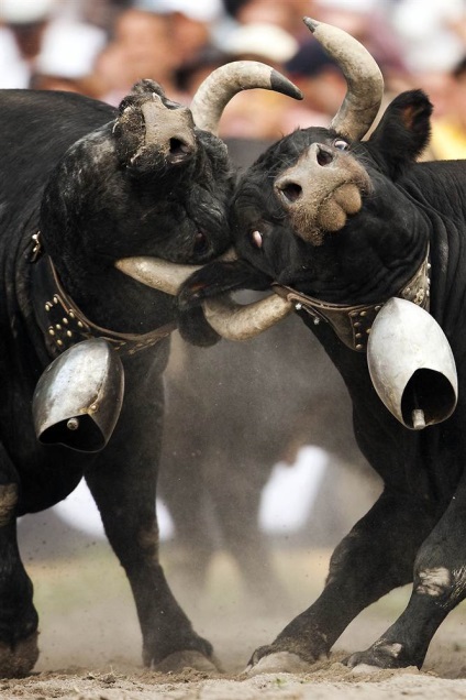 Animale în fotografii 2-8 mai 2011 este interesant!