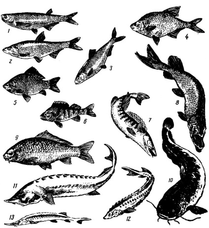 Fauna lumii în 1965